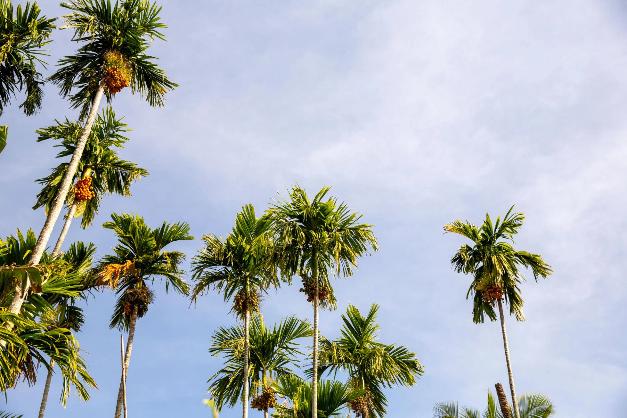 Supari Palms thumbnail 5